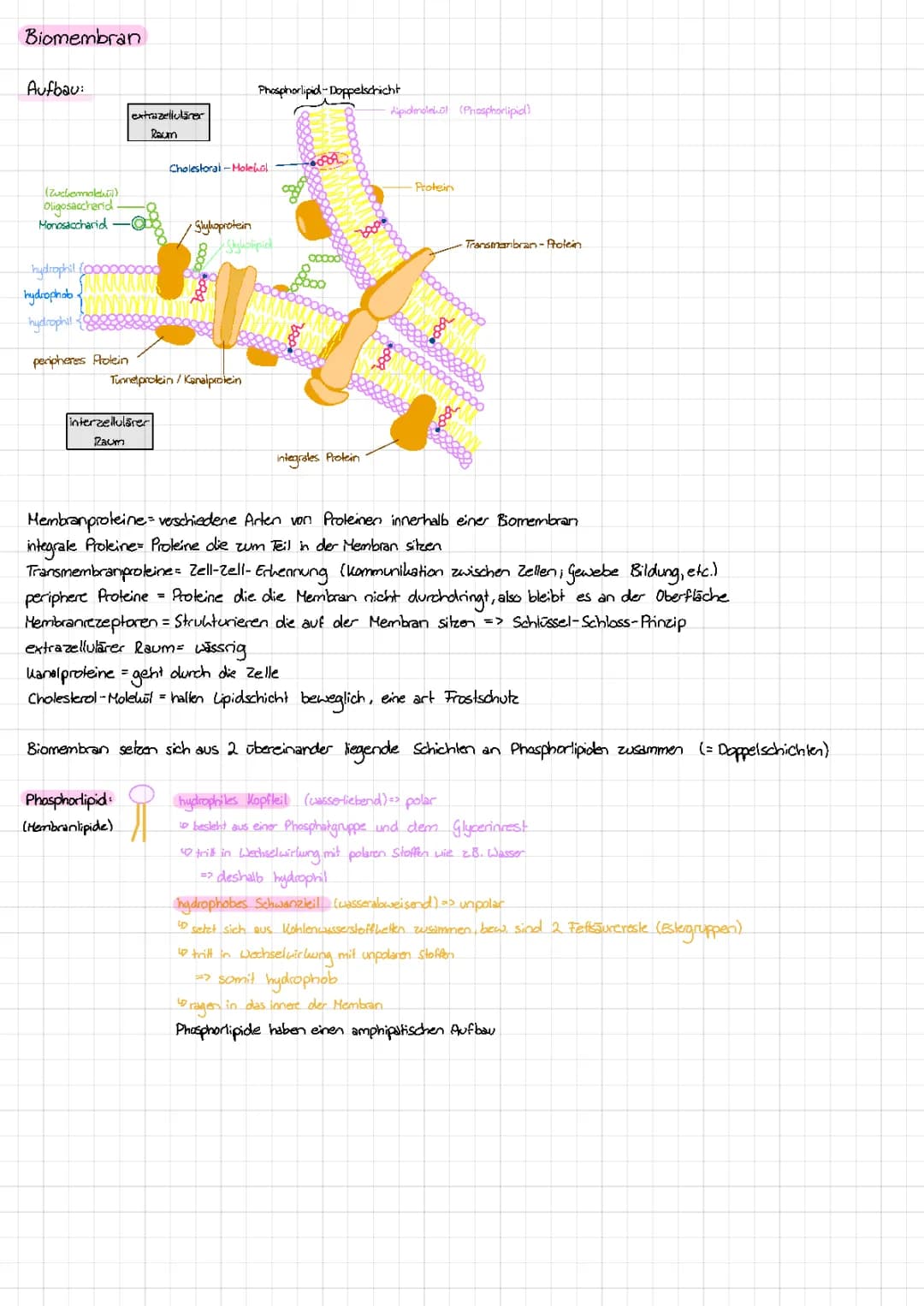 Biomembran/Stofftransportvorgänge