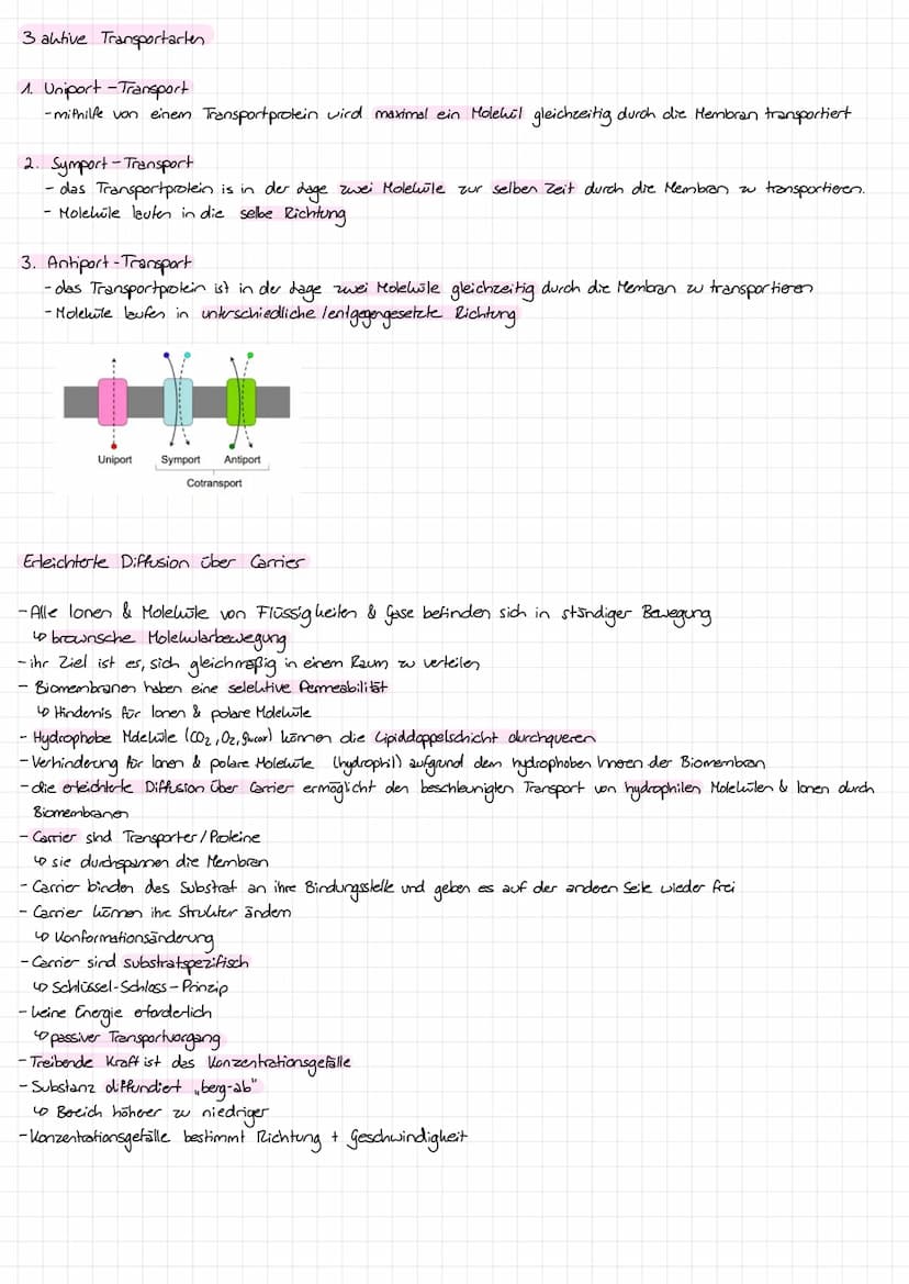 Biomembran
Aufbau:
(Zuclemoleil)
Oligosaccharid
Monosaccharid O
hydrophil
hydrophob
hydrophil
peripheres Protein
extrazellulärer
Raum
interz