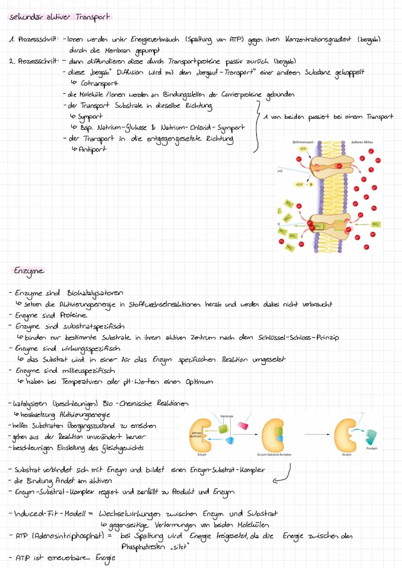 Biomembran
Aufbau:
(Zuclemoleil)
Oligosaccharid
Monosaccharid O
hydrophil
hydrophob
hydrophil
peripheres Protein
extrazellulärer
Raum
interz