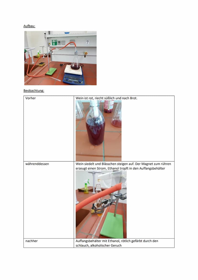 Protokoll
I. Weinherstellung
Aufgabe: Stelle Wein her.
Material: -Hefe (trocken)
-Saft (Kirschsaft)
-Trichter
-Filterpapier
-Flasche
Durchfü