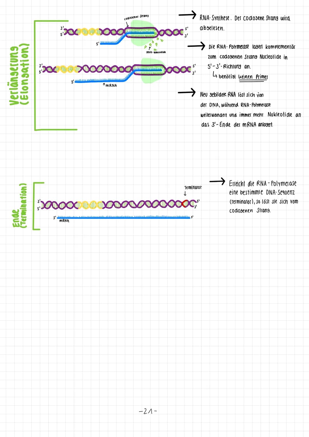 DNA-Entwindung
neu hinzukommendes.
DIE TRAINSKRIPTION ZUSAMMENISSANGE
RNA-Nucleotid
Verlängerung
der RNA
Richtung der Transkription
DNA-Rück