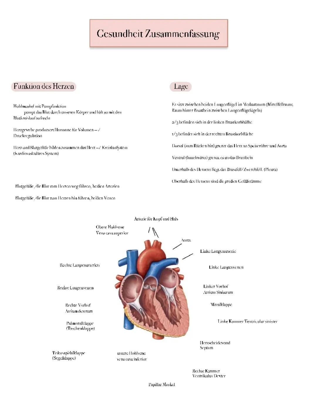 Herz — Aufbau und Funktionen