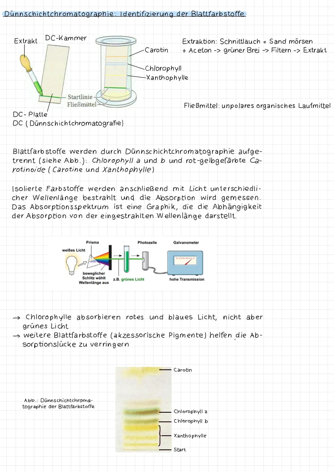 Dunnschichtchromatographie: Identifizierung der Blattfarbstoffe
Extrakt
DC-Kammer
Startlinie.
Fließmittel-
DC-Platte
DC (Dūnnschichtchromato