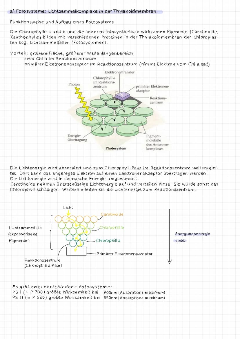 Dunnschichtchromatographie: Identifizierung der Blattfarbstoffe
Extrakt
DC-Kammer
Startlinie.
Fließmittel-
DC-Platte
DC (Dūnnschichtchromato
