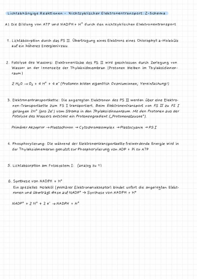 Dunnschichtchromatographie: Identifizierung der Blattfarbstoffe
Extrakt
DC-Kammer
Startlinie.
Fließmittel-
DC-Platte
DC (Dūnnschichtchromato