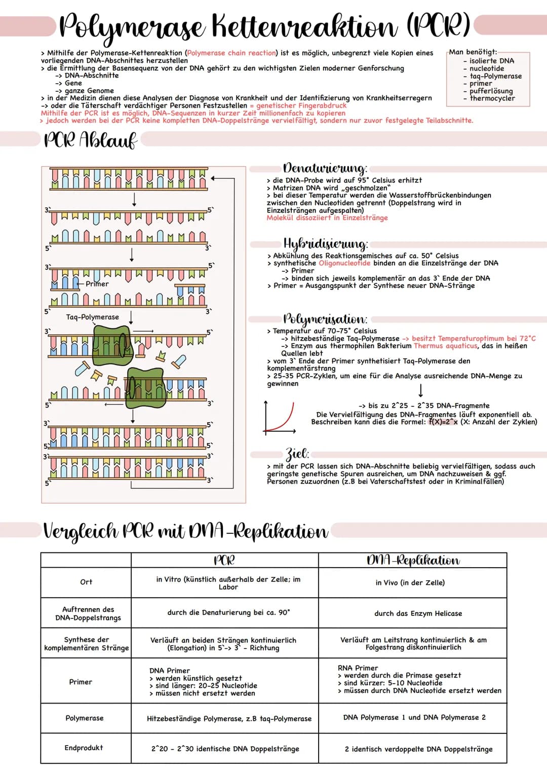Polymerase Kettenreaktion (PCR)
> Mithilfe der Polymerase-Kettenreaktion (Polymerase chain reaction) ist es möglich, unbegrenzt viele Kopien