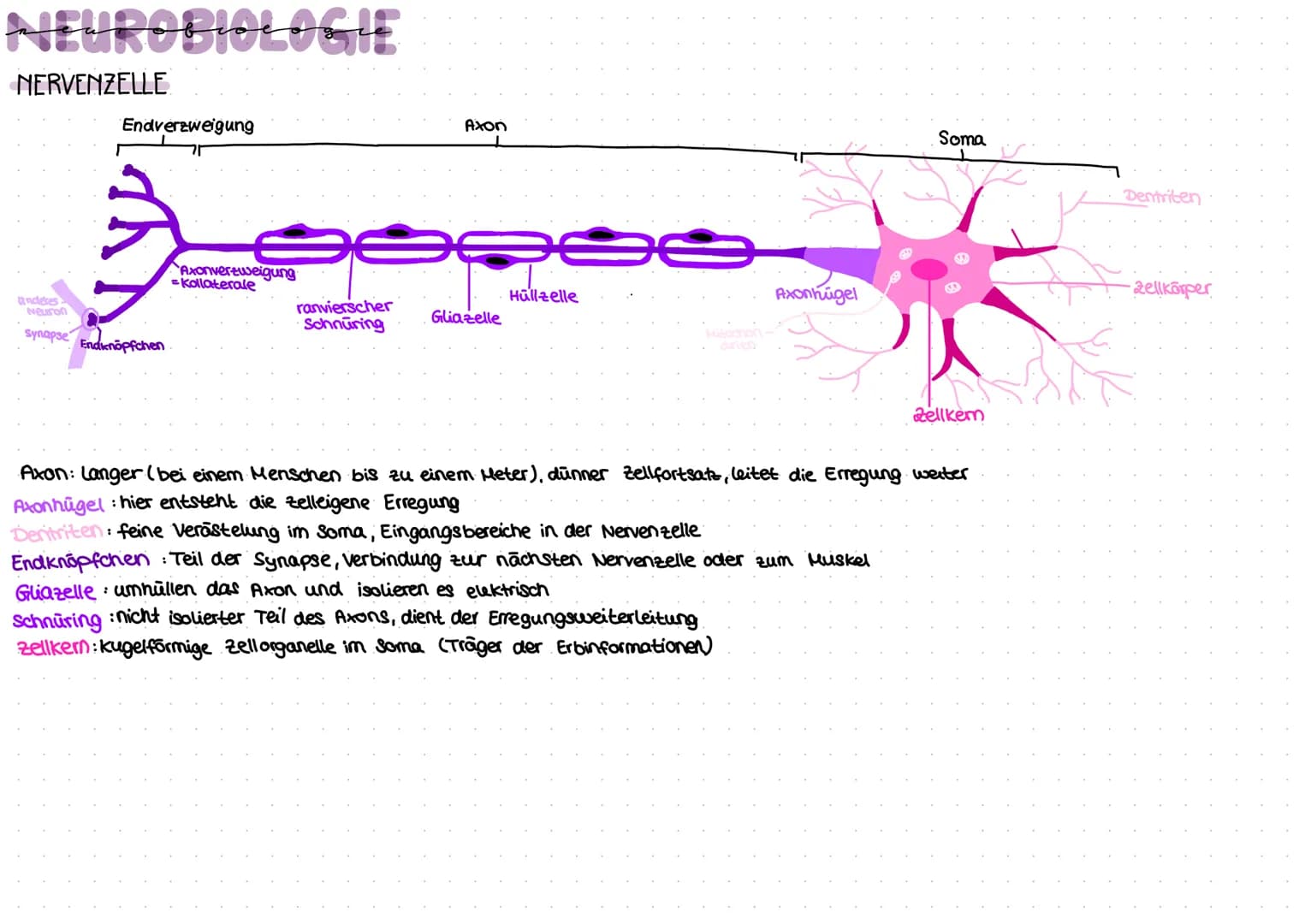 „EUROBIOLOGIE
NERVENZELLE
anderes
Endverzweigung
Neuron
synapse Endknöpfchen
2
Axonverzweigung
=Kollaterale
ranvierscher
Schnüring
Axon
Glia