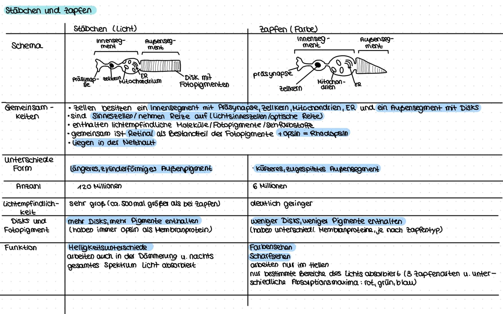 „EUROBIOLOGIE
NERVENZELLE
anderes
Endverzweigung
Neuron
synapse Endknöpfchen
2
Axonverzweigung
=Kollaterale
ranvierscher
Schnüring
Axon
Glia