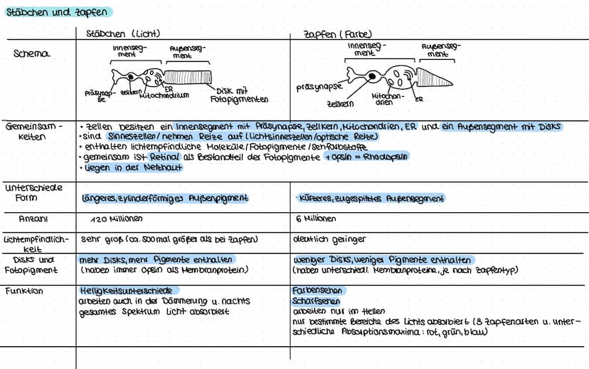 „EUROBIOLOGIE
NERVENZELLE
anderes
Endverzweigung
Neuron
synapse Endknöpfchen
2
Axonverzweigung
=Kollaterale
ranvierscher
Schnüring
Axon
Glia