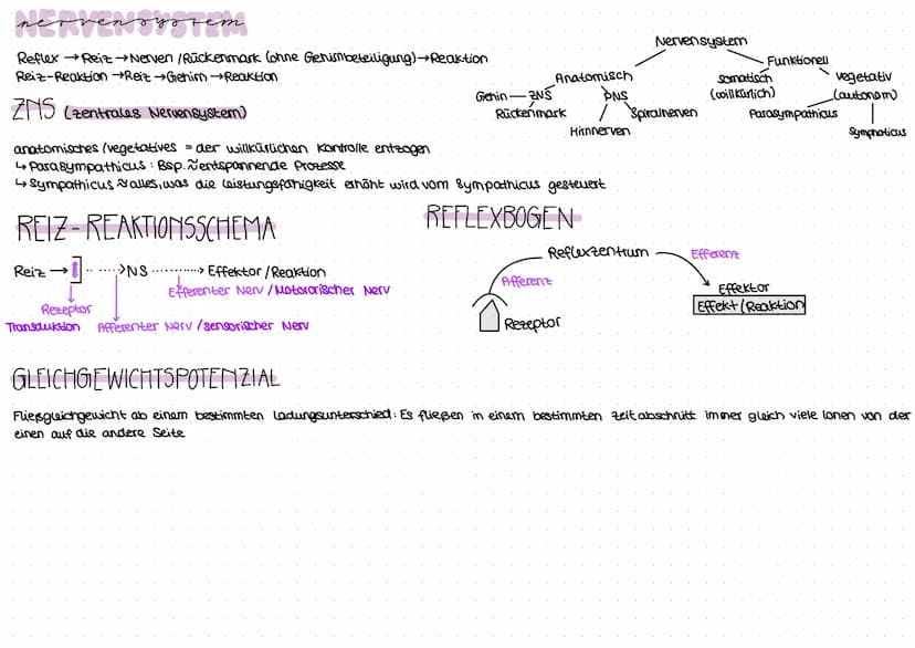 „EUROBIOLOGIE
NERVENZELLE
anderes
Endverzweigung
Neuron
synapse Endknöpfchen
2
Axonverzweigung
=Kollaterale
ranvierscher
Schnüring
Axon
Glia
