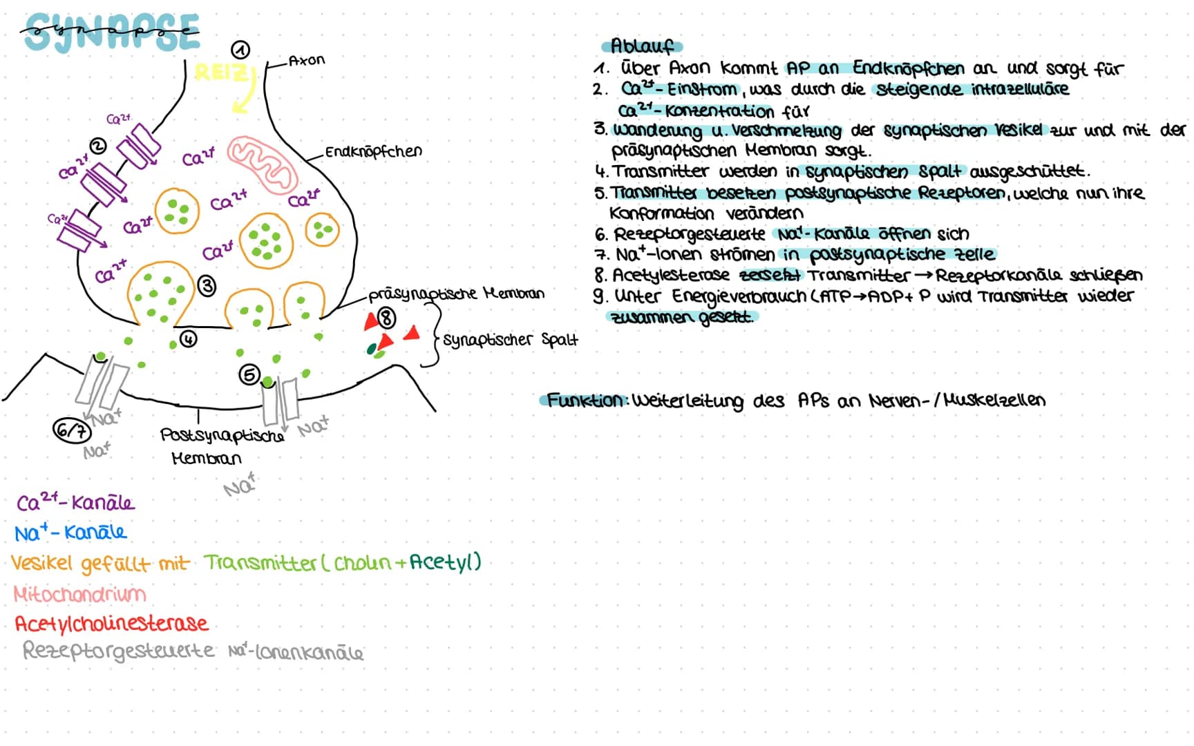 „EUROBIOLOGIE
NERVENZELLE
anderes
Endverzweigung
Neuron
synapse Endknöpfchen
2
Axonverzweigung
=Kollaterale
ranvierscher
Schnüring
Axon
Glia