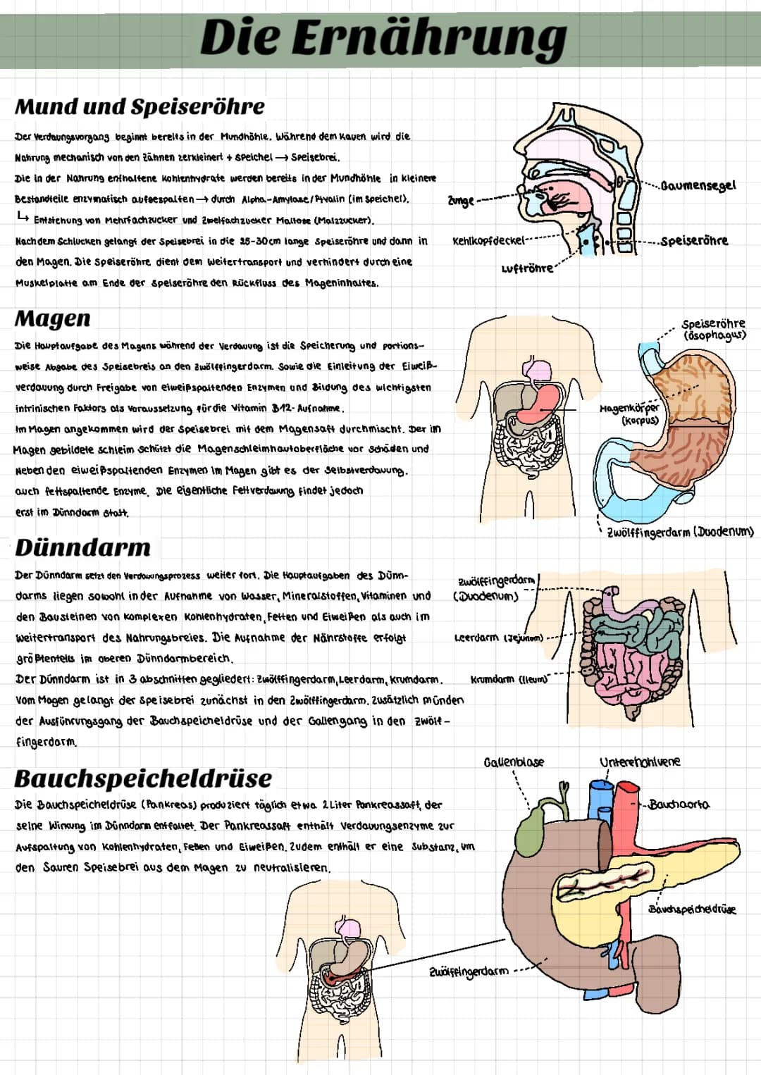 Magen-Darm-Trakt einfach erklärt: Symptome, Entzündung & Wie lange dauert es vom Essen bis zum Stuhlgang?