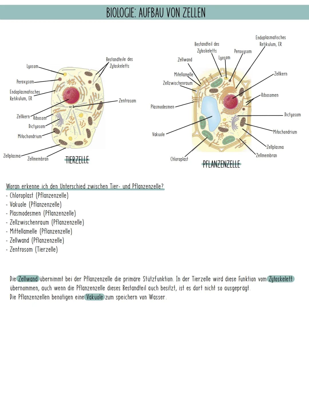Lyosom-
Peroxysom-
Endoplasmatisches
Retikulum, ER
Zellkern Ribosom
Dictyosom
Mitochondrium
Zellplasma-
Zellmembran TIERZELLE
BIOLOGIE: AUFB