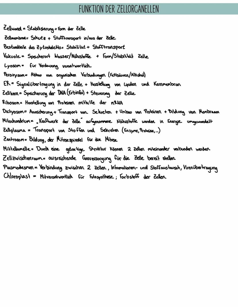 Lyosom-
Peroxysom-
Endoplasmatisches
Retikulum, ER
Zellkern Ribosom
Dictyosom
Mitochondrium
Zellplasma-
Zellmembran TIERZELLE
BIOLOGIE: AUFB