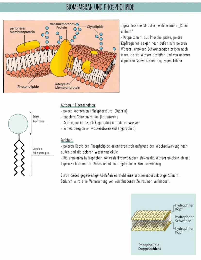 Lyosom-
Peroxysom-
Endoplasmatisches
Retikulum, ER
Zellkern Ribosom
Dictyosom
Mitochondrium
Zellplasma-
Zellmembran TIERZELLE
BIOLOGIE: AUFB