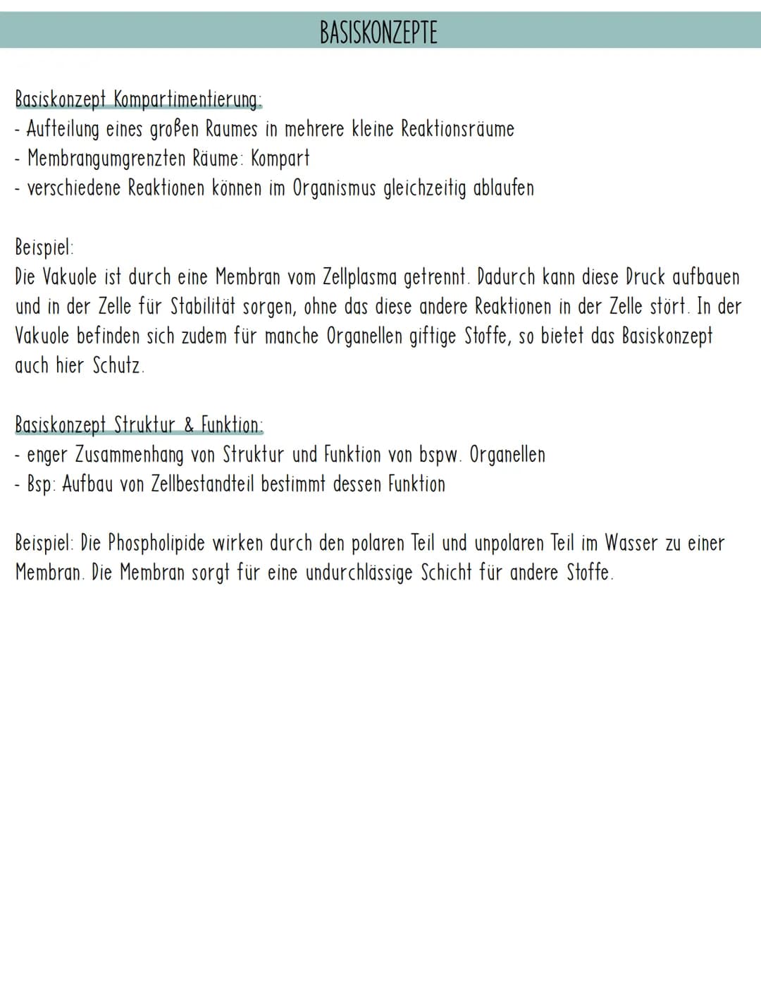 Lyosom-
Peroxysom-
Endoplasmatisches
Retikulum, ER
Zellkern Ribosom
Dictyosom
Mitochondrium
Zellplasma-
Zellmembran TIERZELLE
BIOLOGIE: AUFB