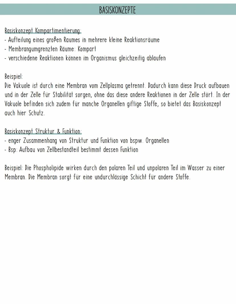 Lyosom-
Peroxysom-
Endoplasmatisches
Retikulum, ER
Zellkern Ribosom
Dictyosom
Mitochondrium
Zellplasma-
Zellmembran TIERZELLE
BIOLOGIE: AUFB