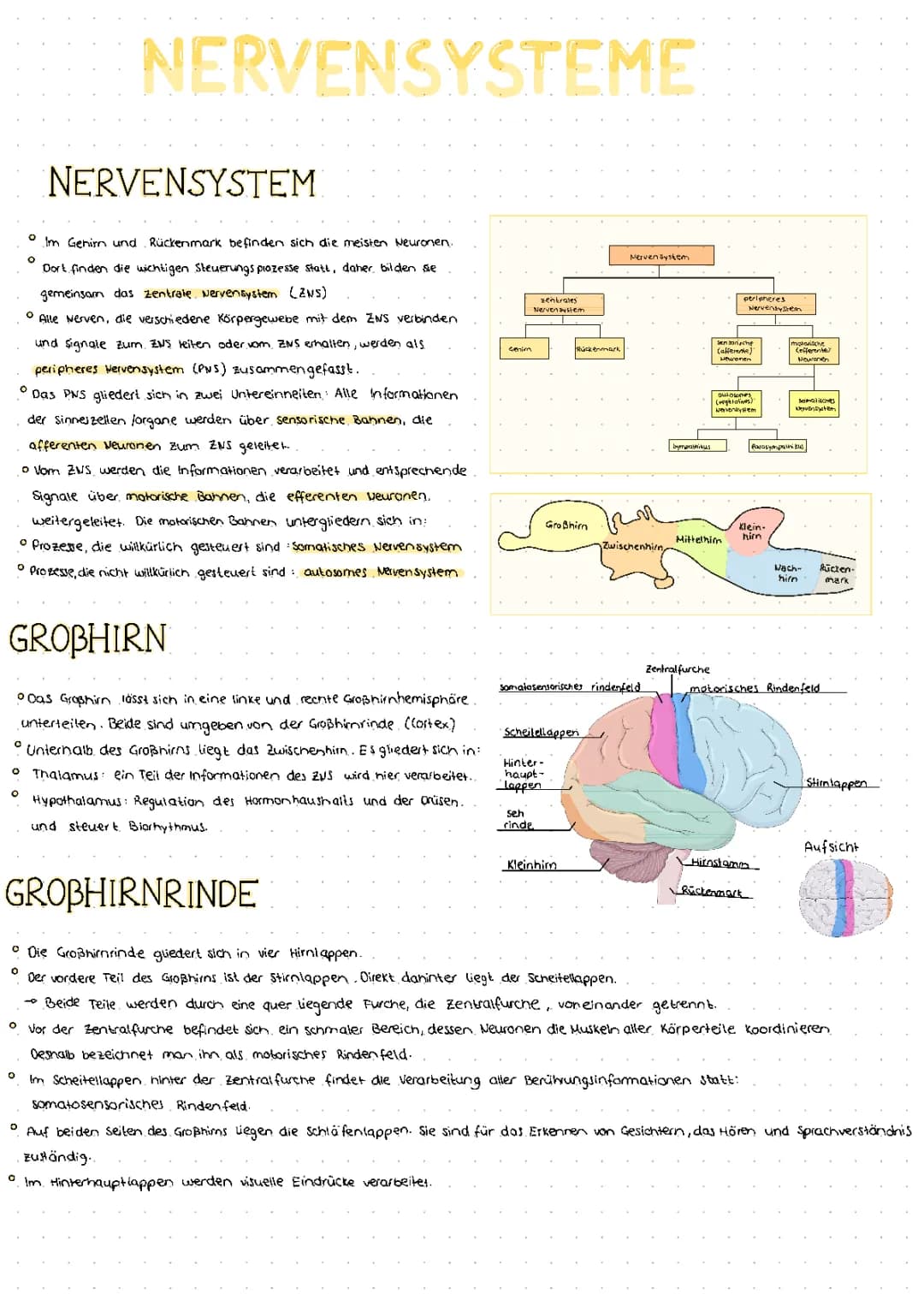 Das Nervensystem