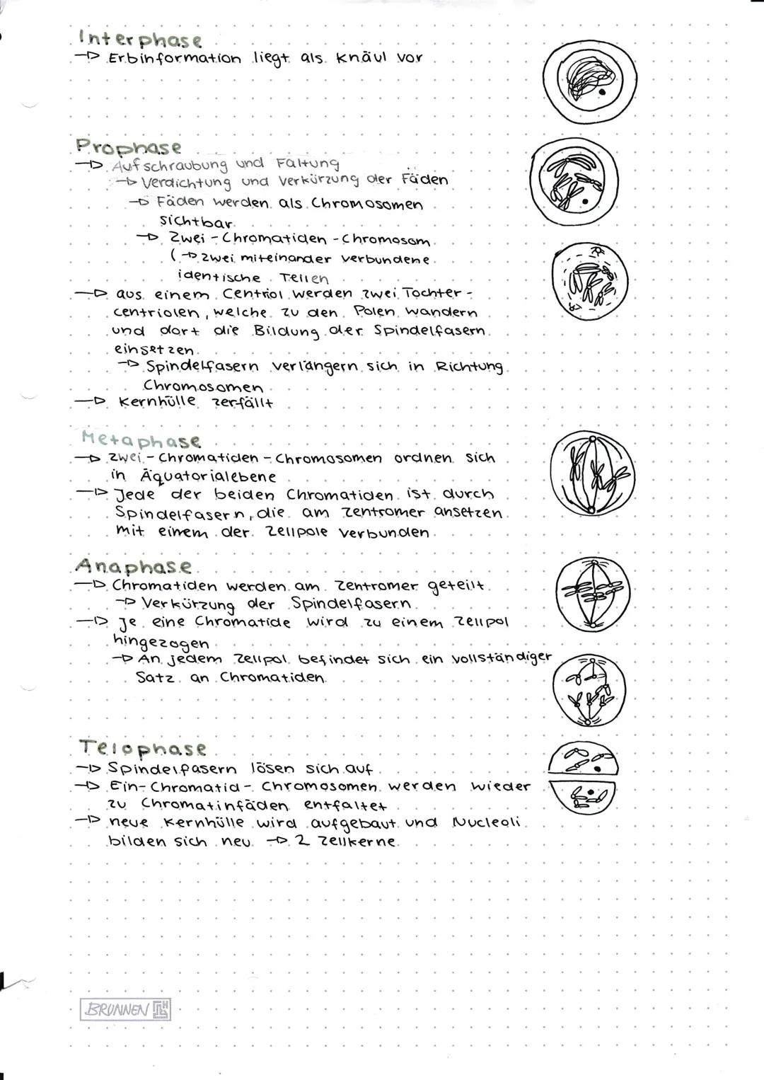 # Genetik

Def. Wissenschaft, die sich mit Gesetzmäßigkeit der Vererbung
von Merkmalen und den grundlegenden. Phänomenen der
Vererbung im Be