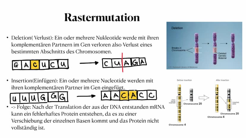 Mutation
Biologie_Lk_12
Julia Said, 23.06.2021 Mutation
Biologie_Lk_12
Julia Said, 23.06.2021 ●
●
●
Gliederung
●
Was sind Mutationen überhau