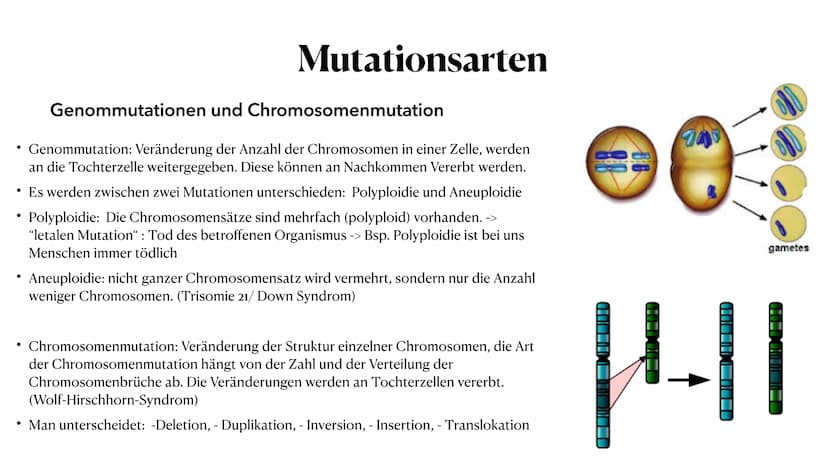 Mutation
Biologie_Lk_12
Julia Said, 23.06.2021 Mutation
Biologie_Lk_12
Julia Said, 23.06.2021 ●
●
●
Gliederung
●
Was sind Mutationen überhau