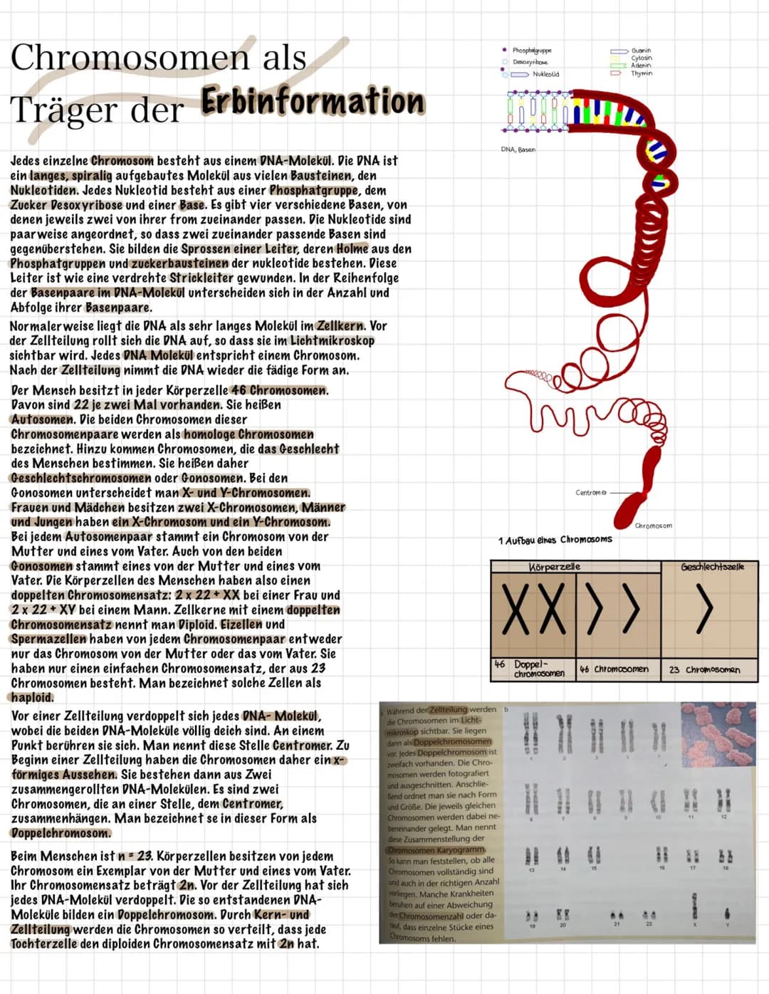 Chromosomen als
Träger der Erbinformation
Jedes einzelne Chromosom besteht aus einem DNA-Molekül. Die DNA ist
ein langes, spiralig aufgebaut