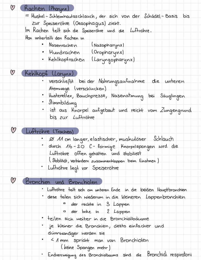 ATMUNGSSYSTEME
Mit Hilfe des Atmungssystems (respiratorische System)
tauscht der Körper Gase mit der
Umgebung
aus
♡
♡
3
♡
♡
♡
Äußere Atmung: