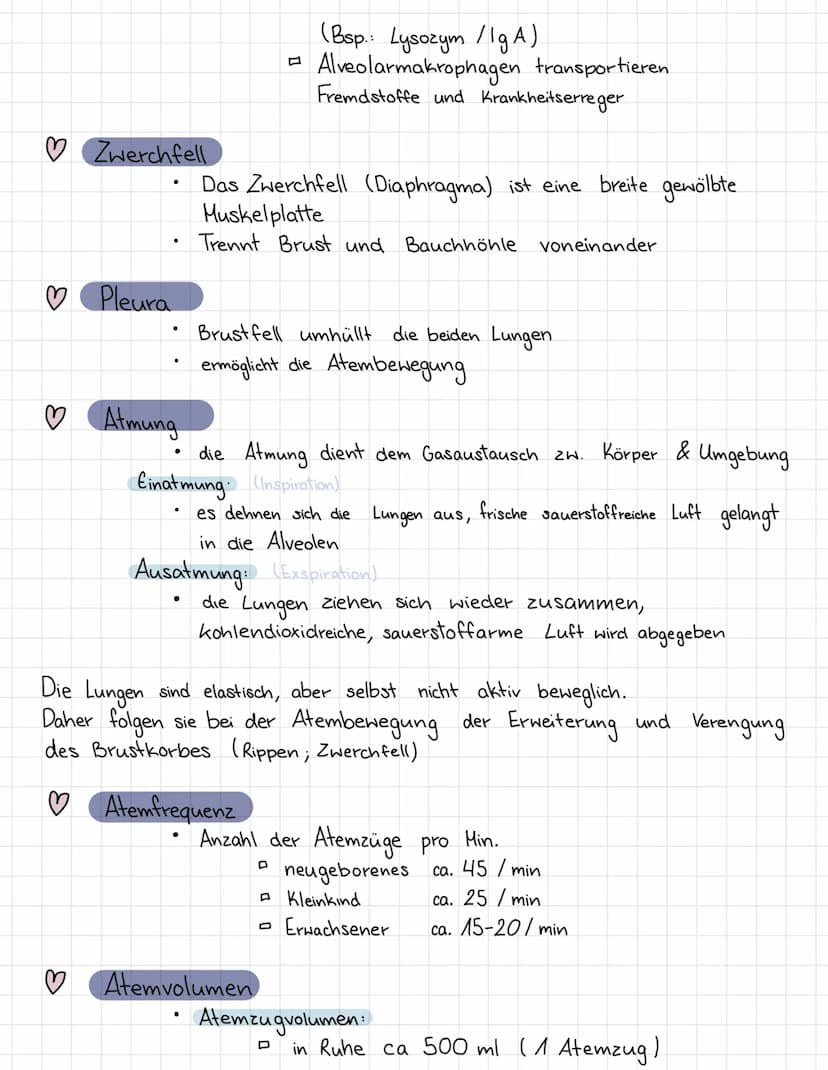 ATMUNGSSYSTEME
Mit Hilfe des Atmungssystems (respiratorische System)
tauscht der Körper Gase mit der
Umgebung
aus
♡
♡
3
♡
♡
♡
Äußere Atmung: