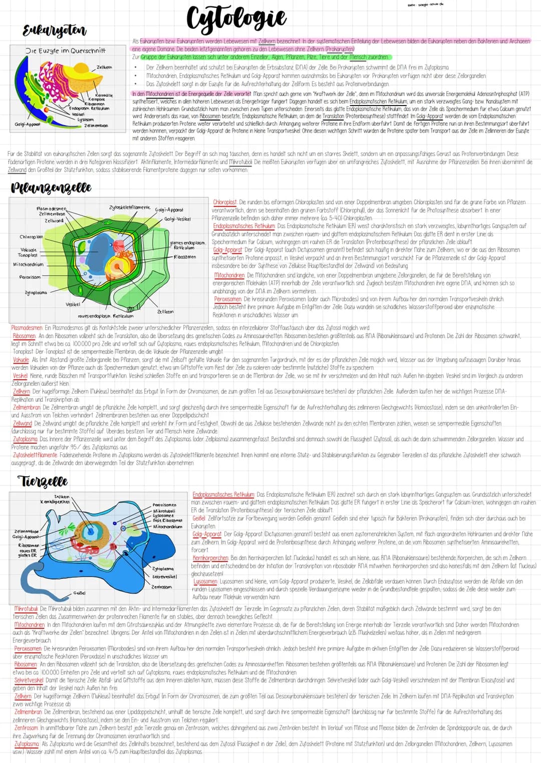 Eukaryoten
Die Euzyte im Querschnitt
Golgi-apparat
Plasmodesmen
Zellmembran
Zellwand
Chloroplast
Vakuole
Tonoplast
Mitochondrium
Peroxisom
Z
