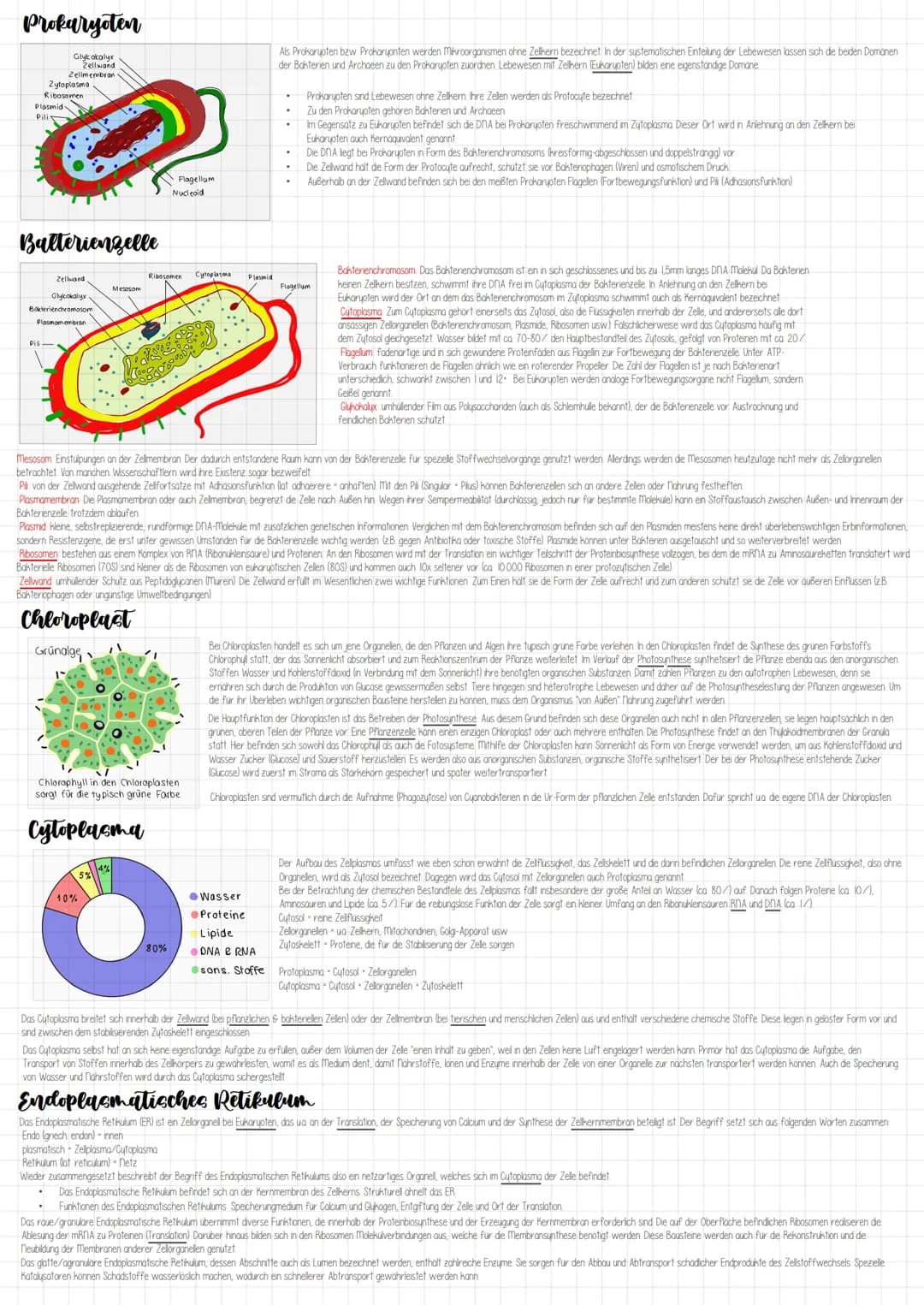 Eukaryoten
Die Euzyte im Querschnitt
Golgi-apparat
Plasmodesmen
Zellmembran
Zellwand
Chloroplast
Vakuole
Tonoplast
Mitochondrium
Peroxisom
Z