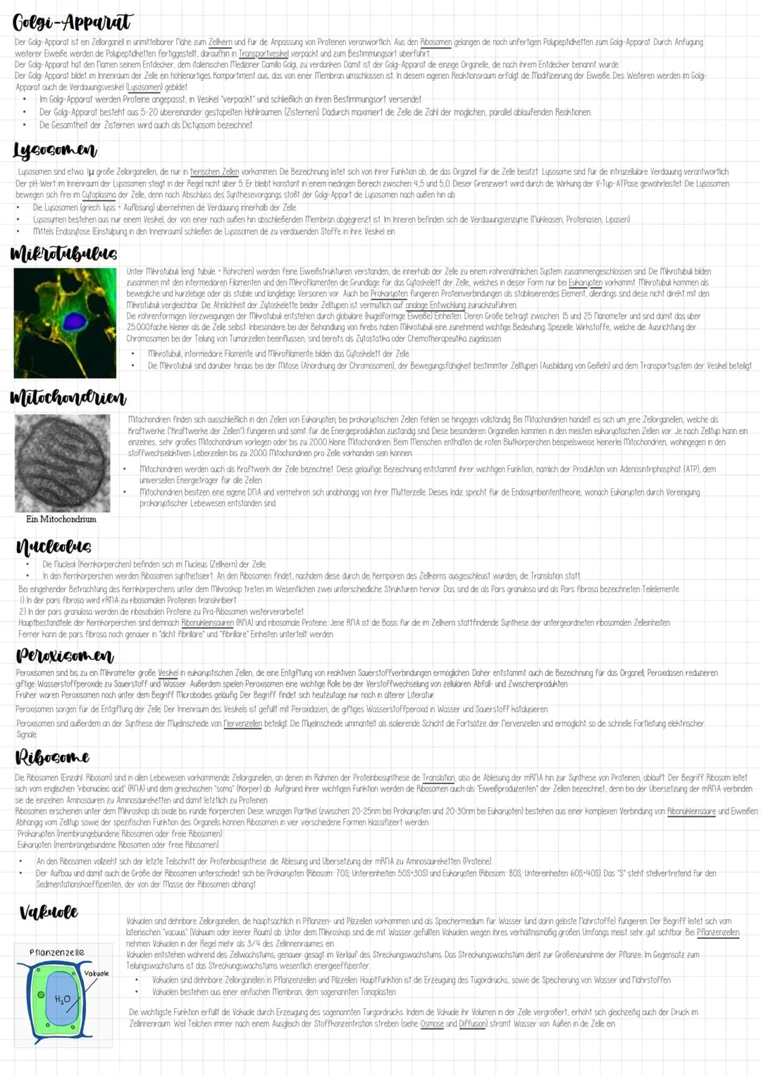 Eukaryoten
Die Euzyte im Querschnitt
Golgi-apparat
Plasmodesmen
Zellmembran
Zellwand
Chloroplast
Vakuole
Tonoplast
Mitochondrium
Peroxisom
Z