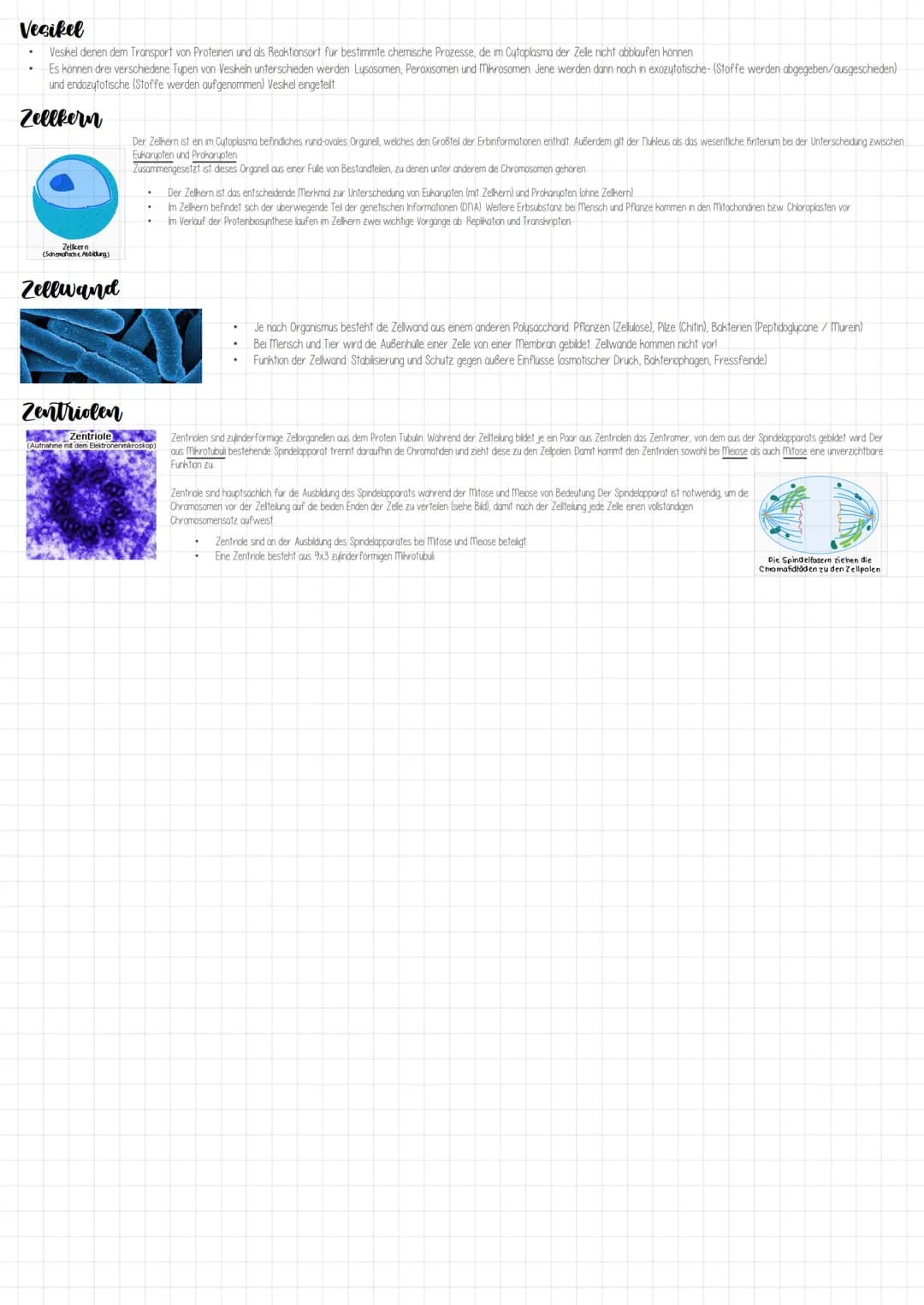 Eukaryoten
Die Euzyte im Querschnitt
Golgi-apparat
Plasmodesmen
Zellmembran
Zellwand
Chloroplast
Vakuole
Tonoplast
Mitochondrium
Peroxisom
Z