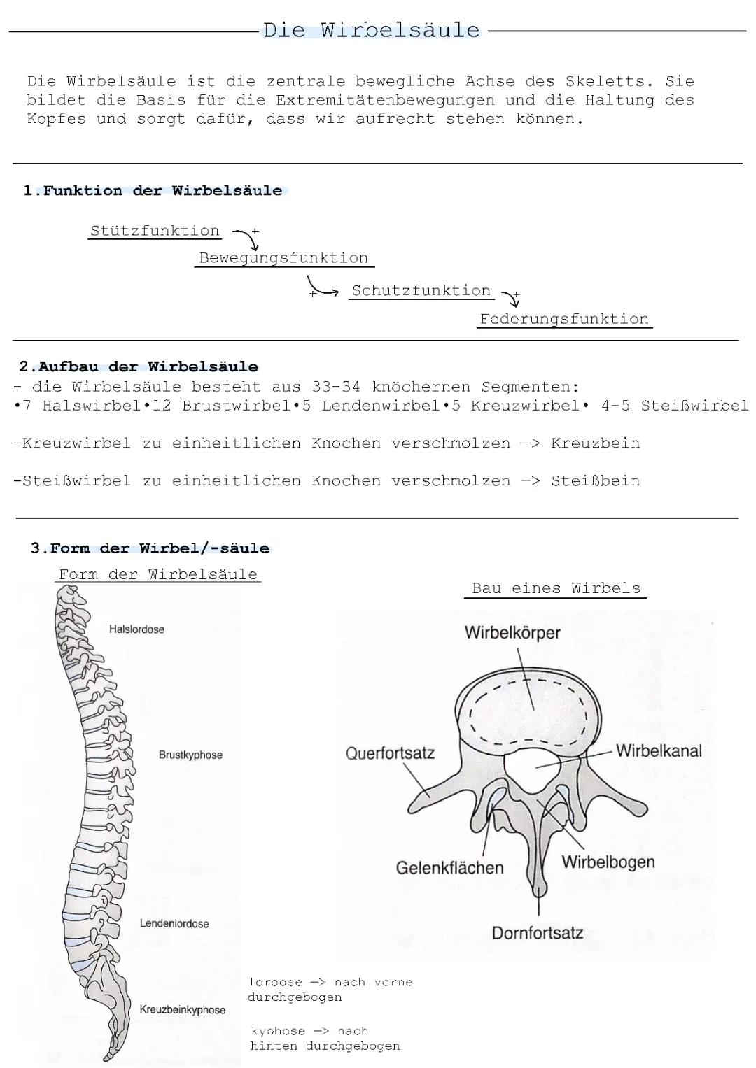 Die Wirbelsäule
