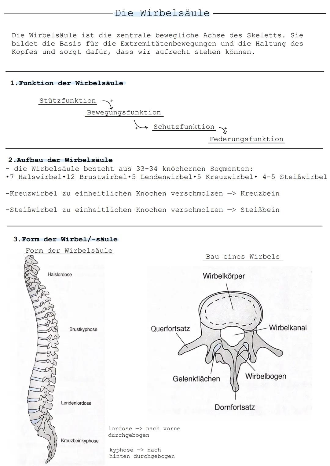 Die Wirbelsäule ist die zentrale bewegliche Achse des Skeletts. Sie
bildet die Basis für die Extremitätenbewegungen und die Haltung des
Kopf