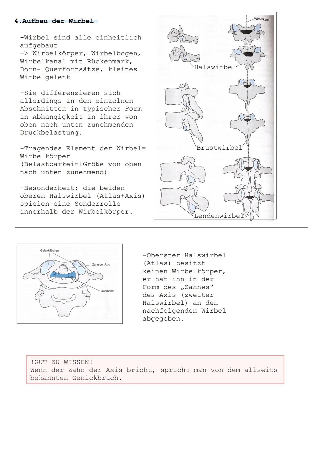 Die Wirbelsäule ist die zentrale bewegliche Achse des Skeletts. Sie
bildet die Basis für die Extremitätenbewegungen und die Haltung des
Kopf