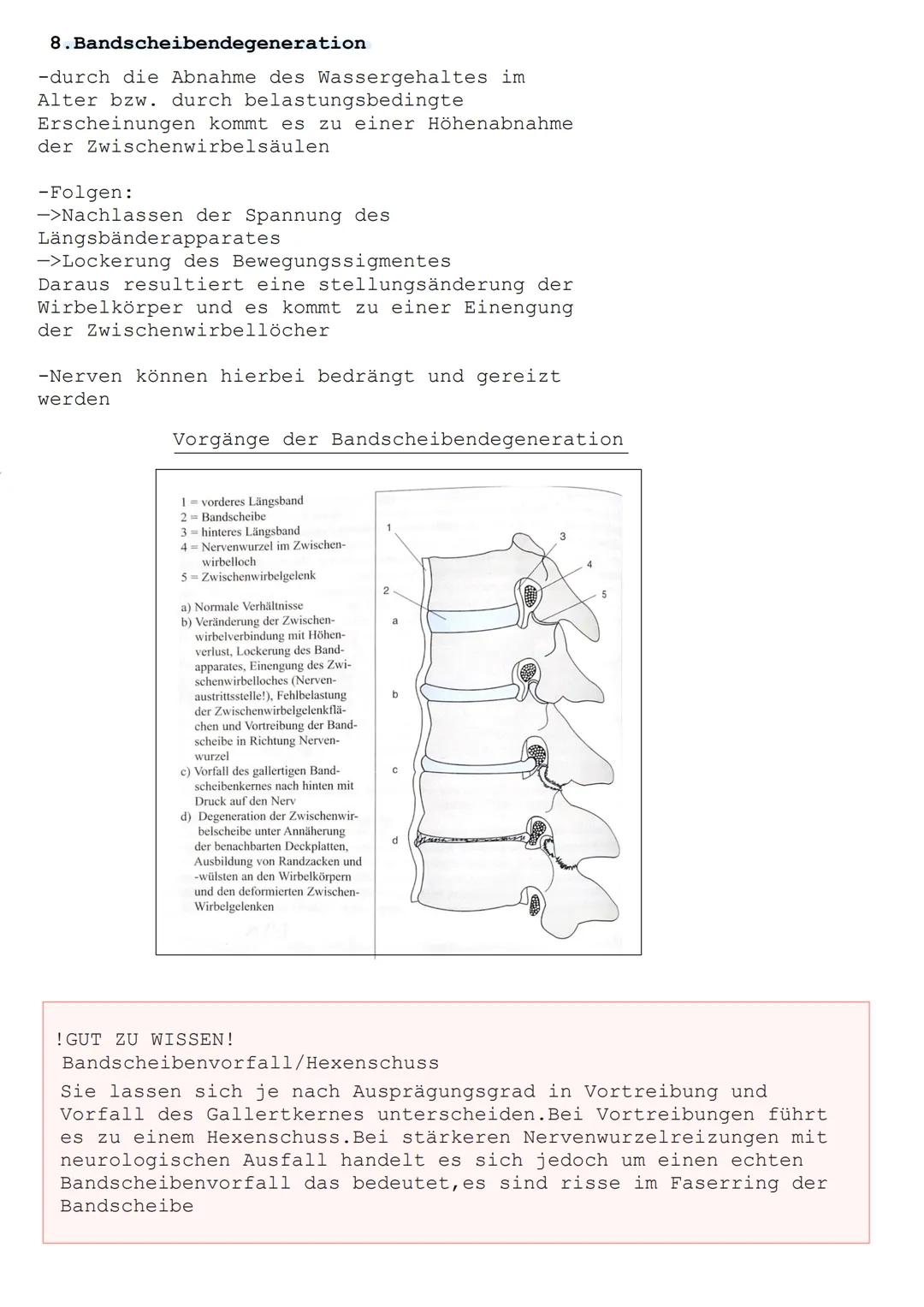 Die Wirbelsäule ist die zentrale bewegliche Achse des Skeletts. Sie
bildet die Basis für die Extremitätenbewegungen und die Haltung des
Kopf