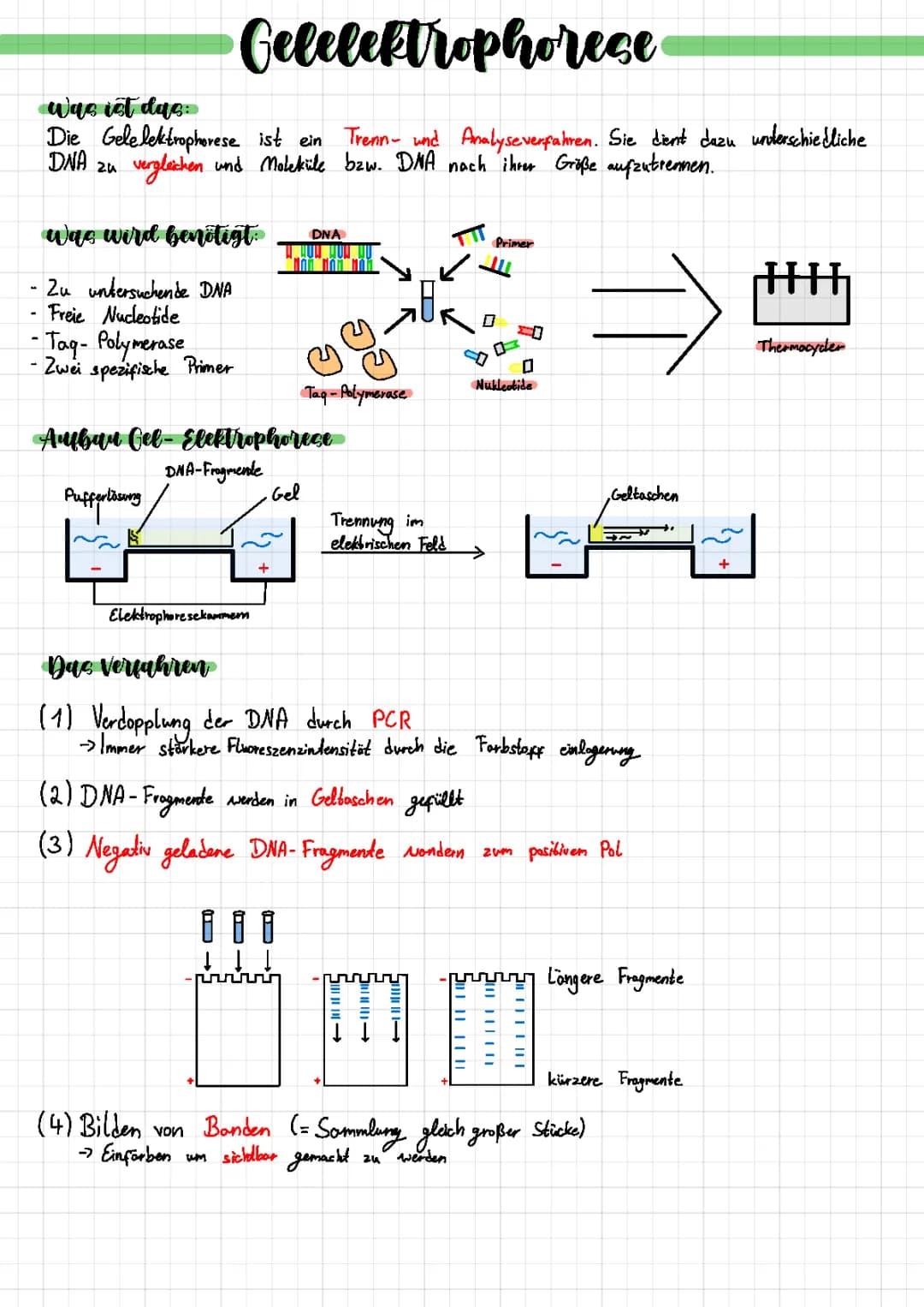 Gelelektrophorese