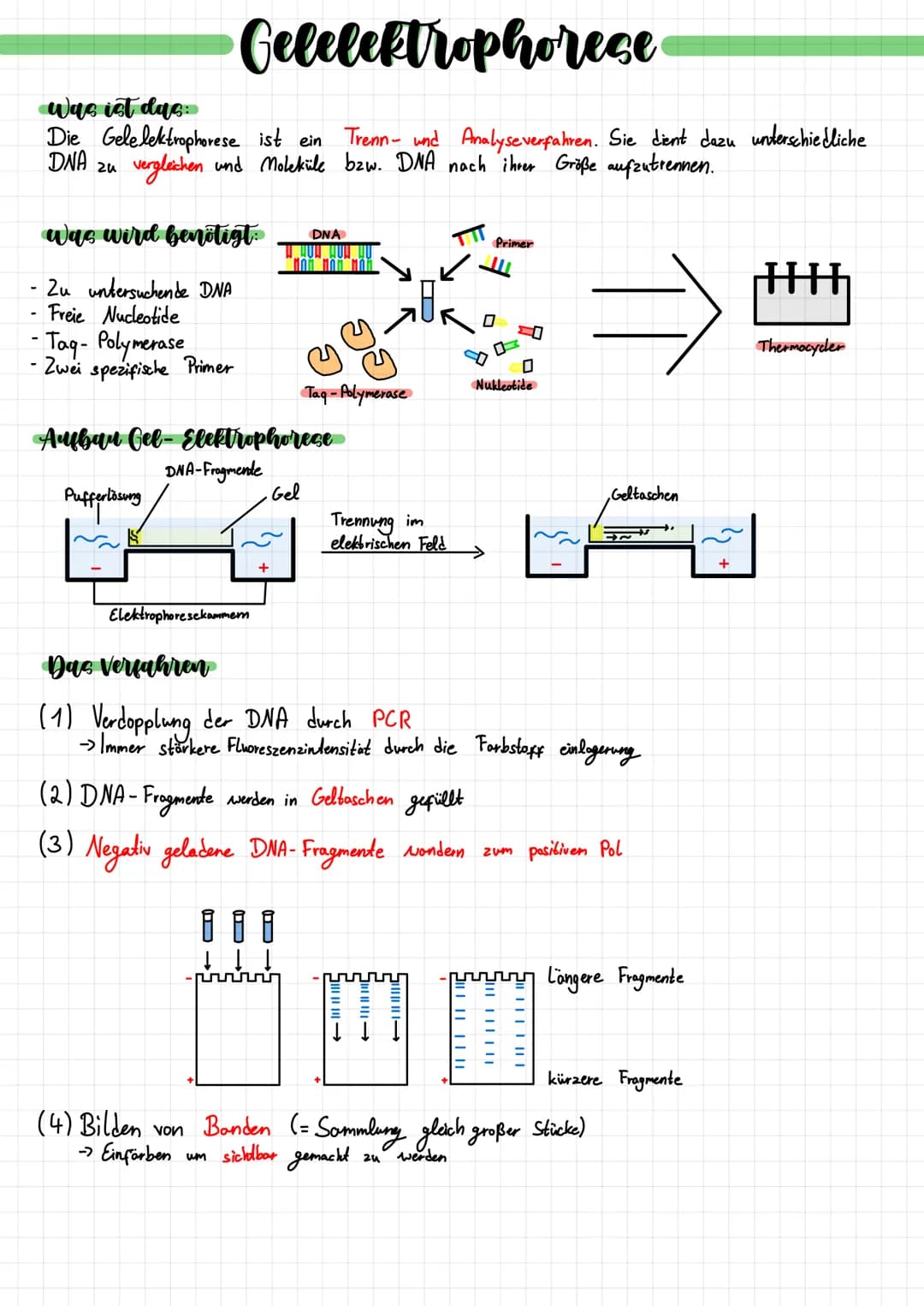 Gelelektrophorese
was ist das
Die Gelelektrophorese ist ein Trenn- und Analyseverfahren. Sie dient dazu unterschiedliche
DNA zu
vergleichen 