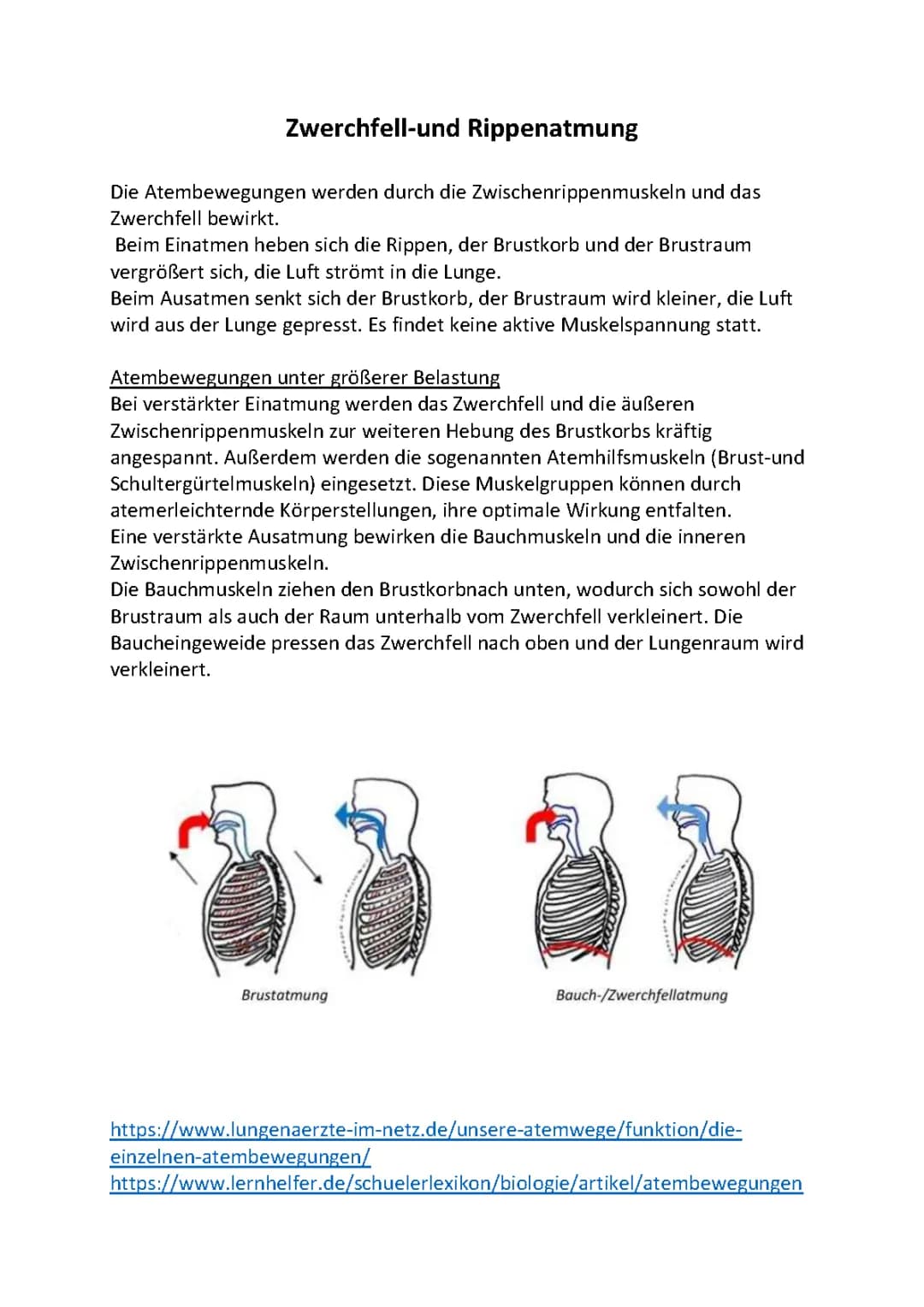 Zwerchfell Atmung & Brust- und Bauch Atmung einfach erklärt