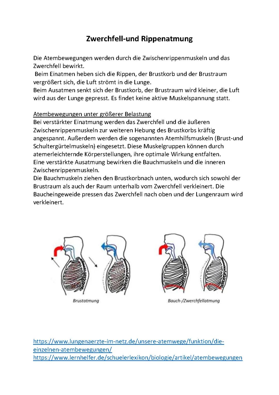 Zwerchfell Atmung & Brust- und Bauch Atmung einfach erklärt