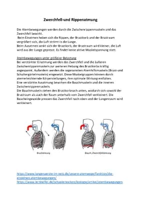 Know Zwerchfell-und Rippenatmung thumbnail