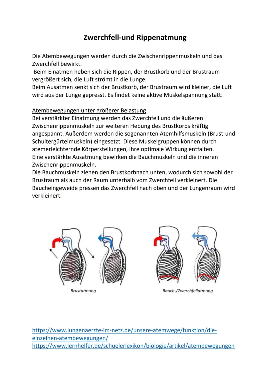 Zwerchfell-und Rippenatmung
Die Atembewegungen werden durch die Zwischenrippenmuskeln und das
Zwerchfell bewirkt.
Beim Einatmen heben sich d