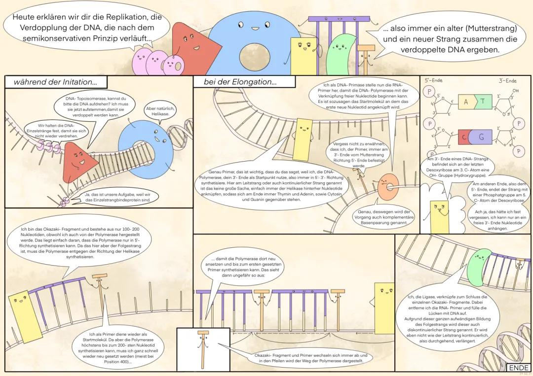 DNA-Replikation: Einfach erklärt mit Okazaki-Fragmente und Enzyme