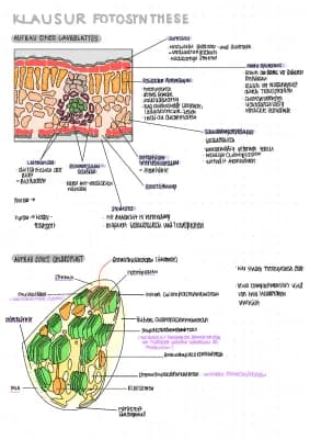 Know Biologie LK: Fotosynthese  thumbnail