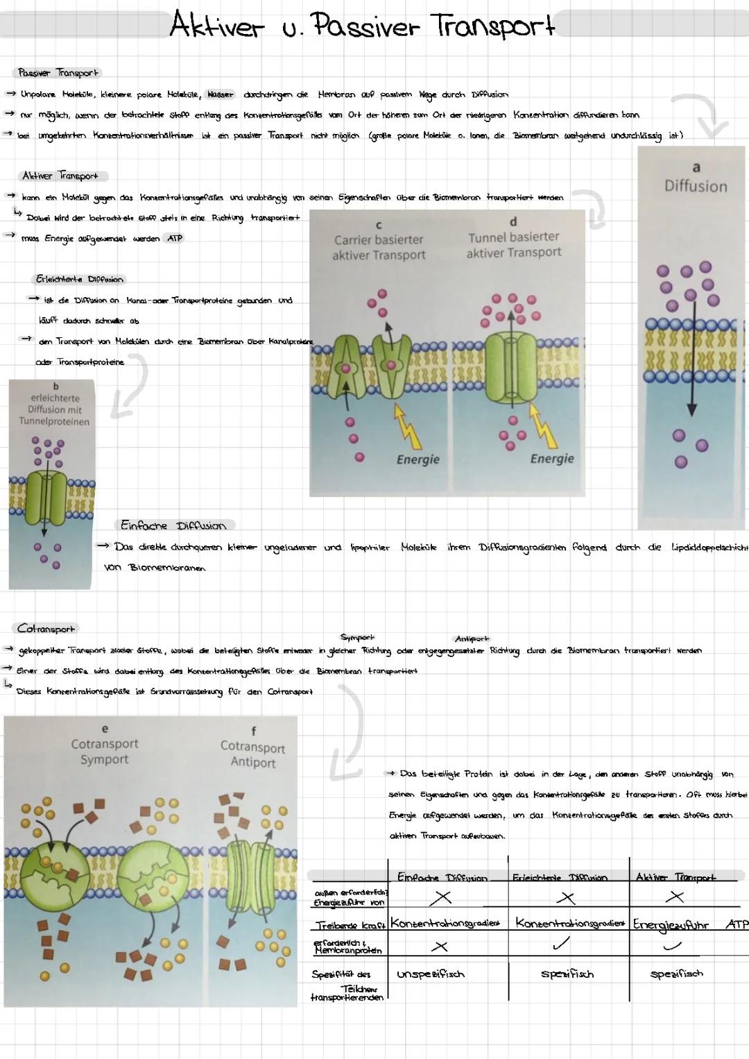Aktiver & Passiver Transport: Einfache Beispiele und Erklärungen