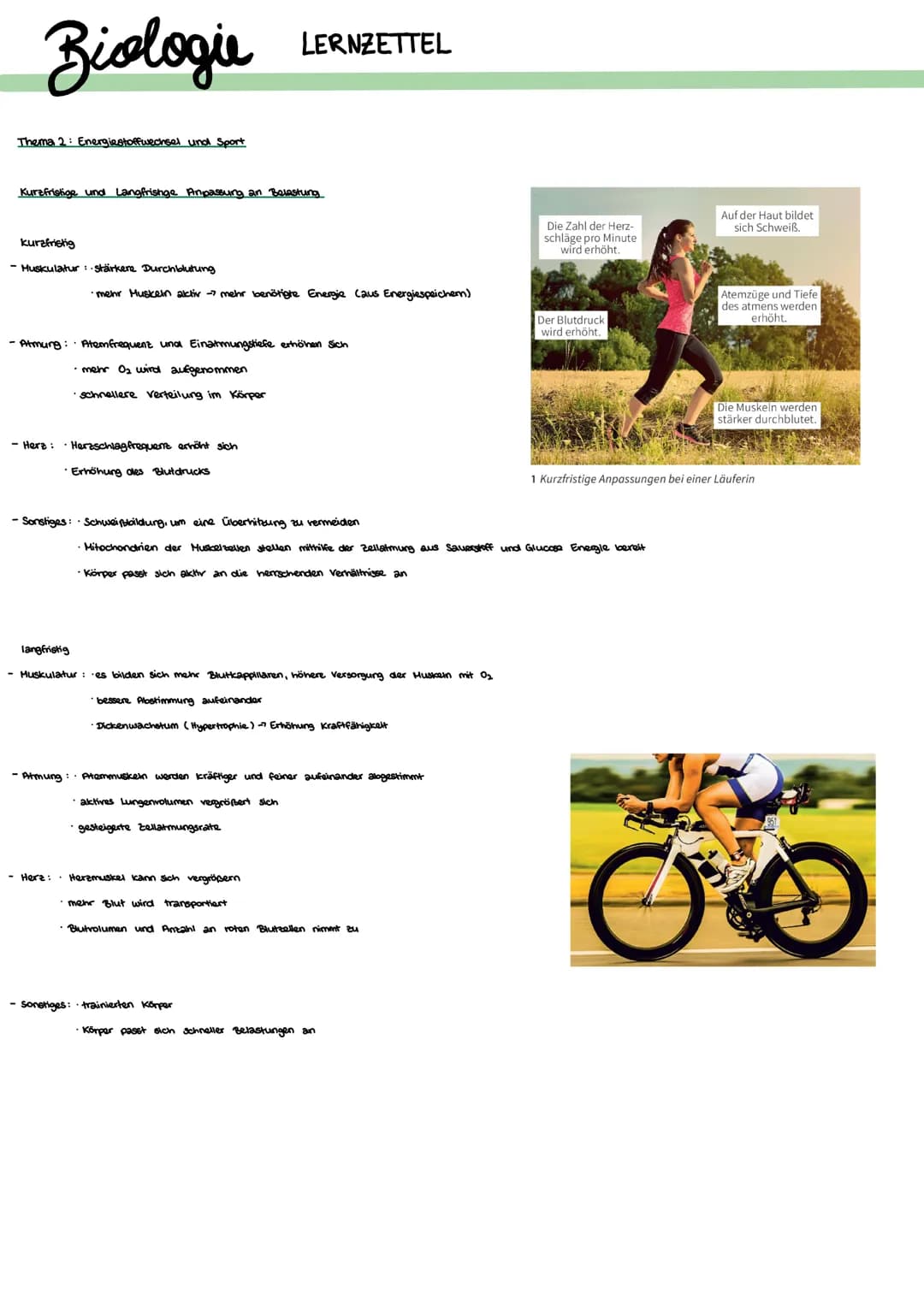 Biologie
Thema 2: Energiestoffwechsel und Sport
Kurzfristige und Langfrishge Anpassung an Belastung
kurzfristig
- Muskulatur: stärkene Durch
