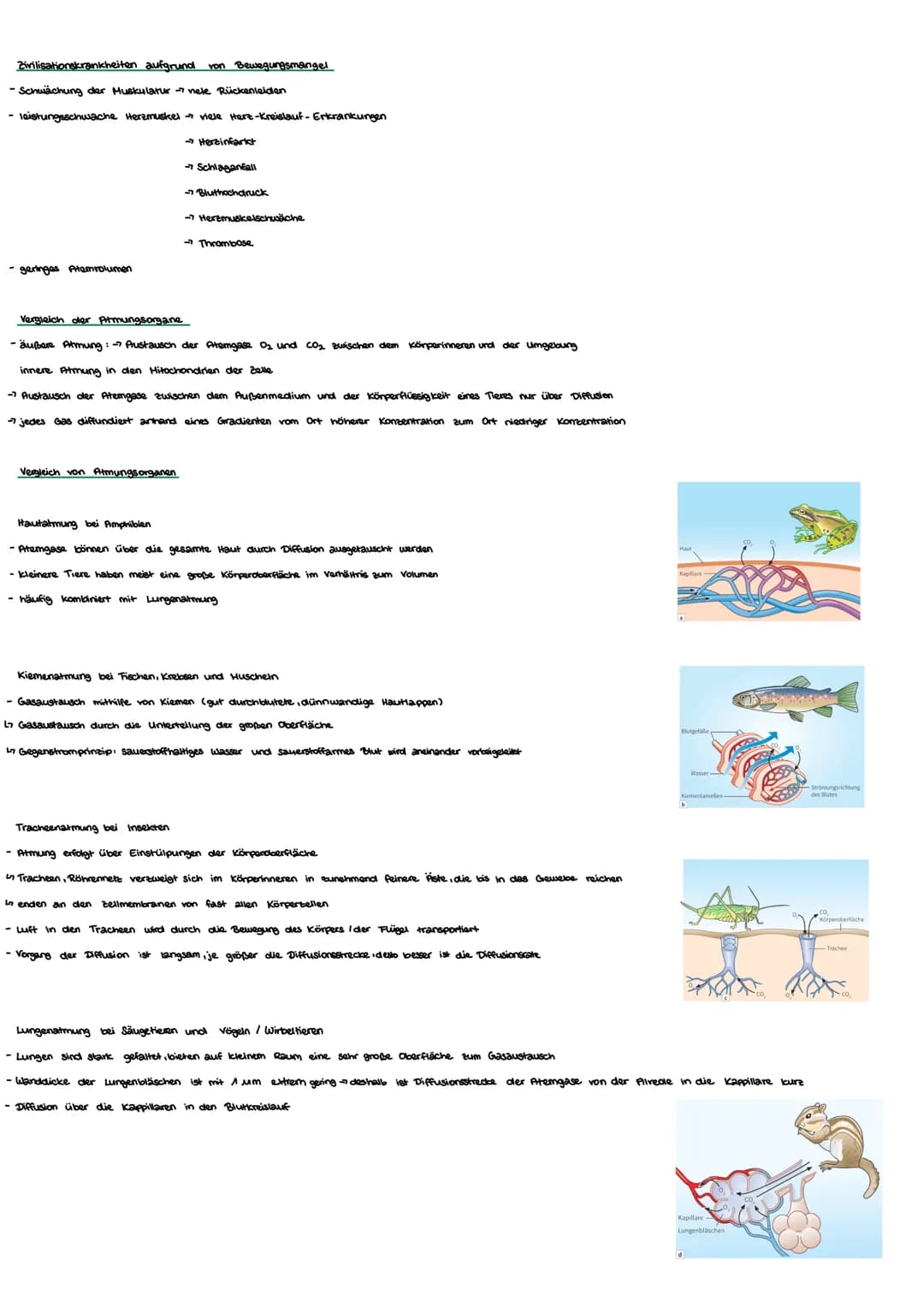Biologie
Thema 2: Energiestoffwechsel und Sport
Kurzfristige und Langfrishge Anpassung an Belastung
kurzfristig
- Muskulatur: stärkene Durch