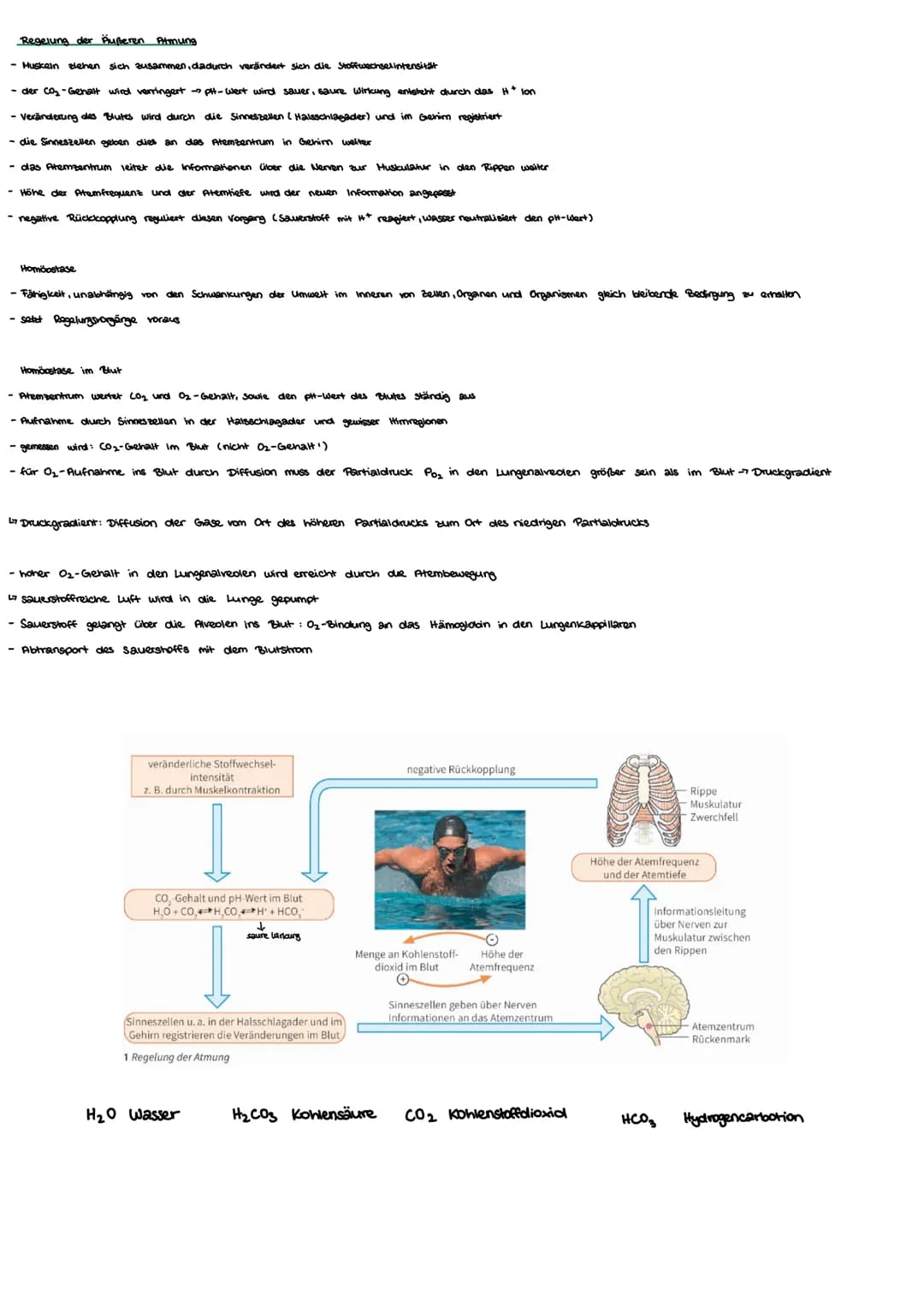 Biologie
Thema 2: Energiestoffwechsel und Sport
Kurzfristige und Langfrishge Anpassung an Belastung
kurzfristig
- Muskulatur: stärkene Durch