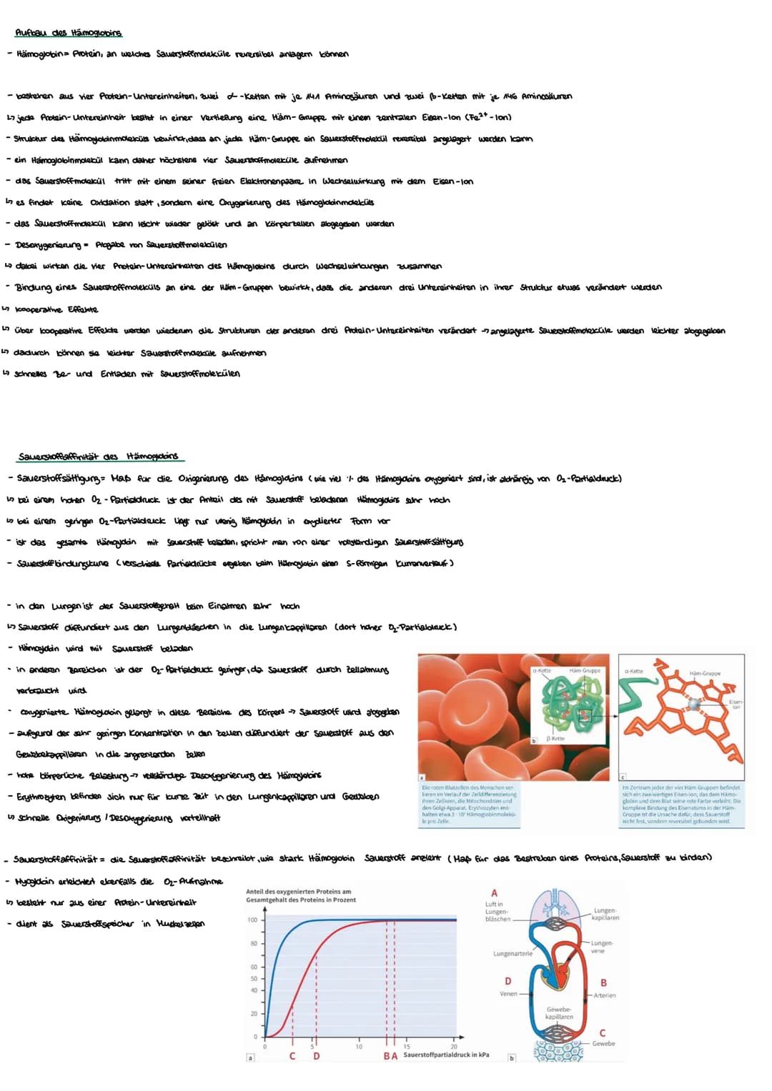 Biologie
Thema 2: Energiestoffwechsel und Sport
Kurzfristige und Langfrishge Anpassung an Belastung
kurzfristig
- Muskulatur: stärkene Durch