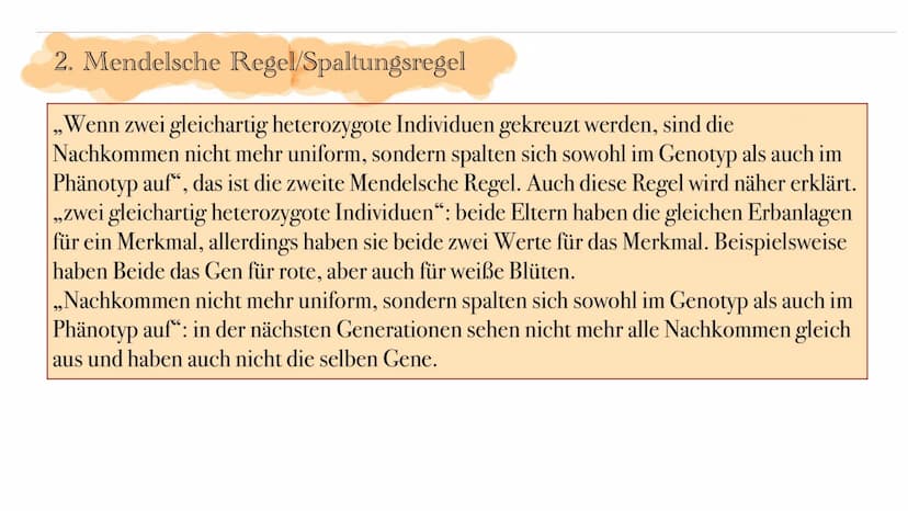 Gregor Mendel und die
Mendelschen Regeln
Grundlage der klassischen Genetik Gregor Johann Mendel
Mendel (1822-1884) war ein Augustiner Mönch 